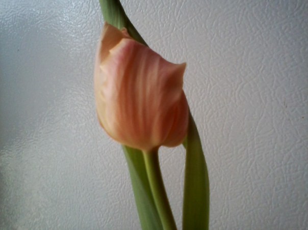 ApricotTulip2015