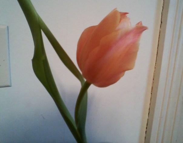 ApricotTulipAlmostOpening