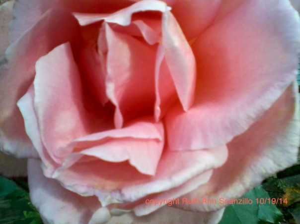 copyrightedROSECLOSE