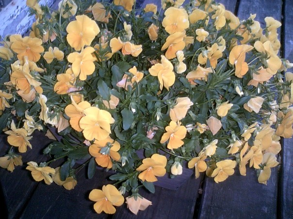 My beautiful picture