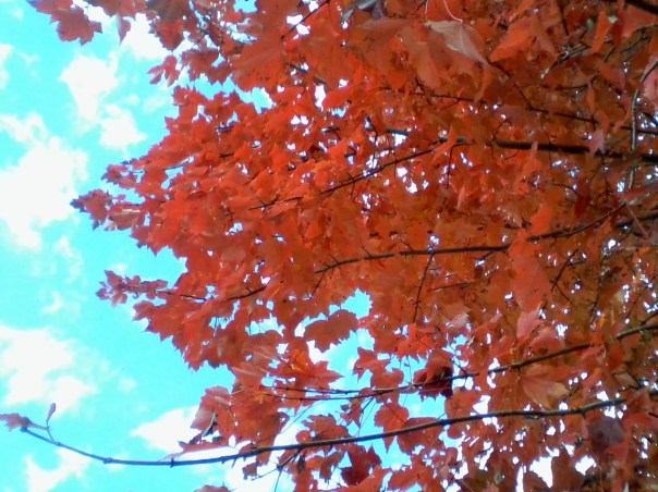 FlameTurquoiseSky2015