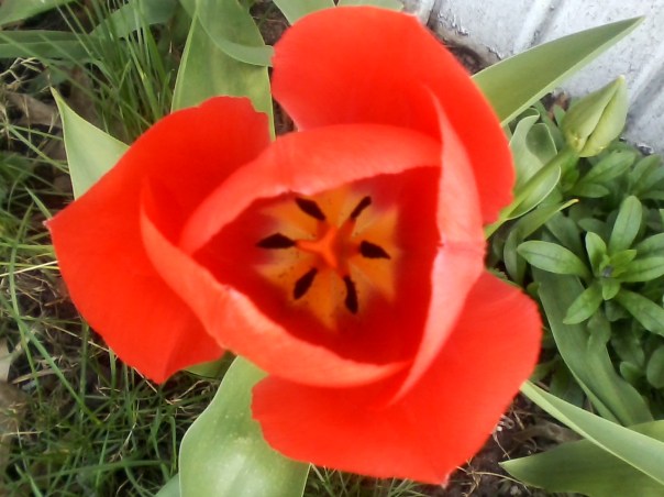 RedTulip2016
