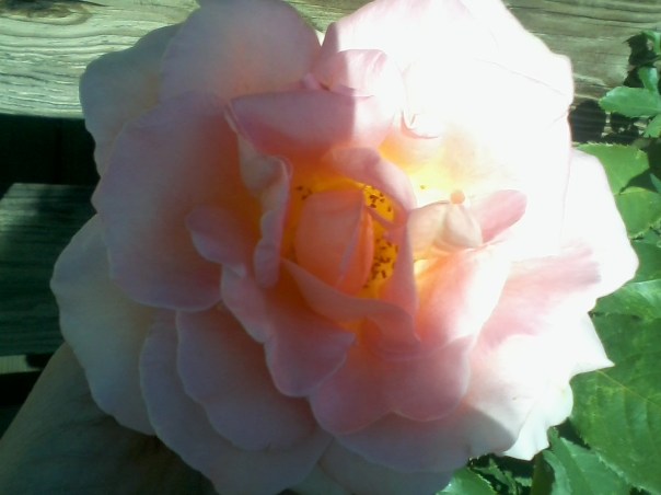 PinkBlushHALFSUN*2016