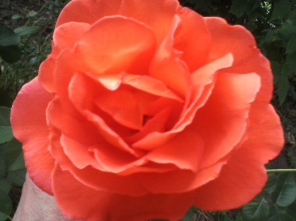 TropicalOrangeRose2016