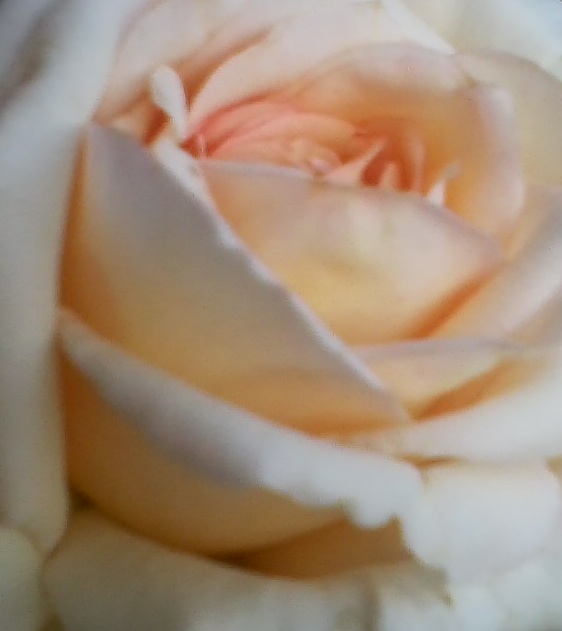 YellowBlushCLOSEUP2016