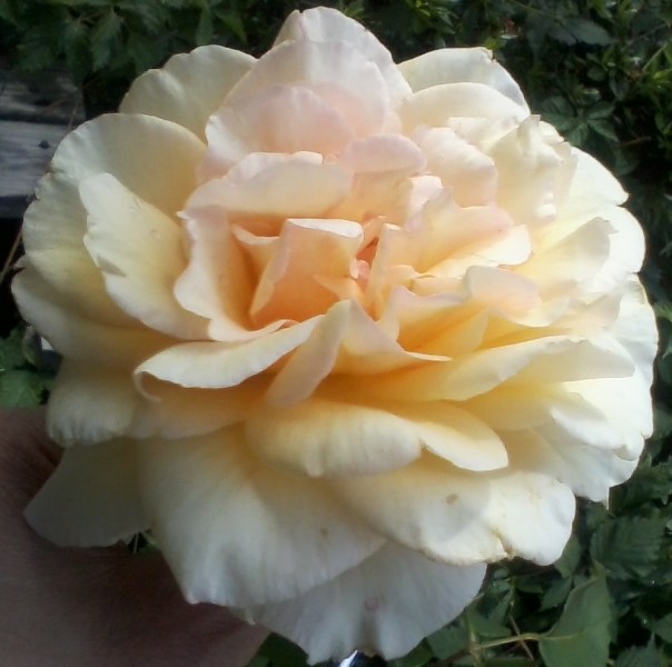 YellowBlushFriday2016