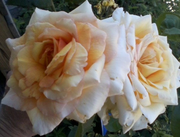 YellowBlushTWINS2016