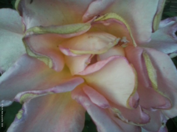 PinkInDecay:8:29:16©R.A.Scanzillo